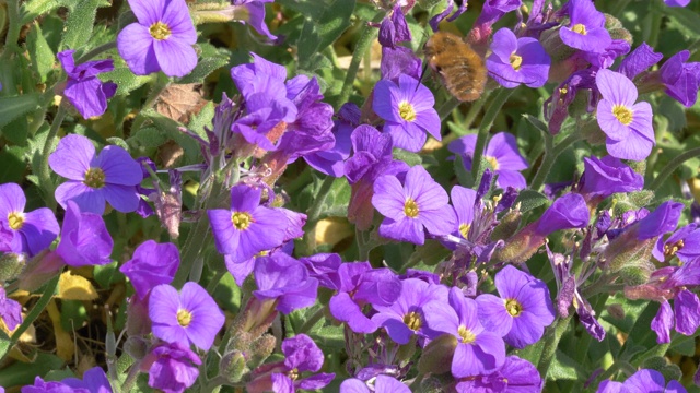 野生蜜蜂觅食视频素材