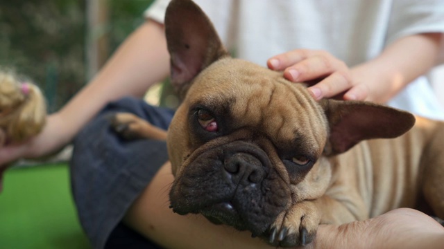 法国斗牛犬视频素材