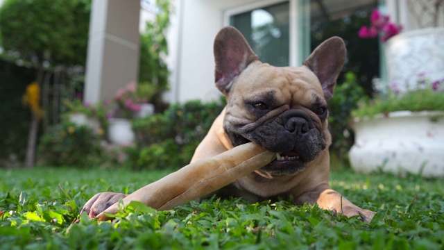 法国斗牛犬视频素材