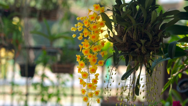 野生兰花开花视频素材