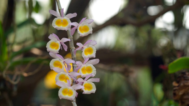 野生兰花开花视频素材