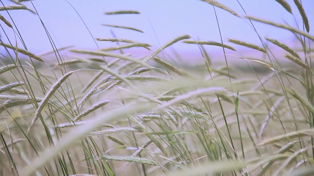 场的小麦视频下载