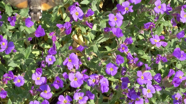 野生蜜蜂觅食视频素材