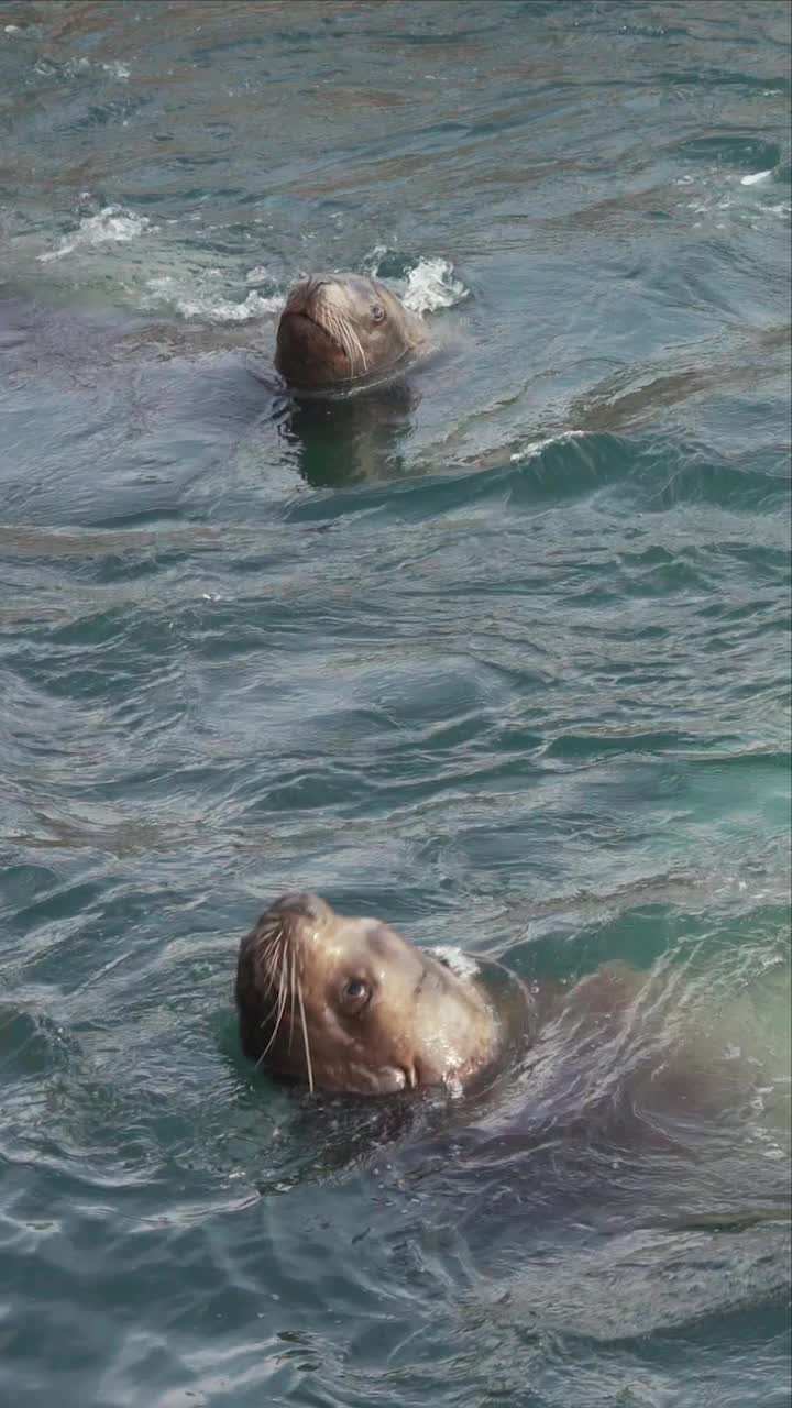 垂直拍摄群野生动物海洋哺乳动物北海狮游泳在水太平洋视频素材