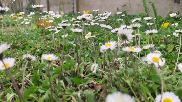 花园里雏菊花的特写视频素材