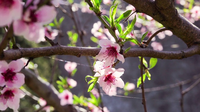 3 .春暖花开视频素材