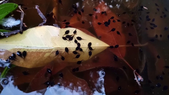 蝌蚪在沼泽视频素材