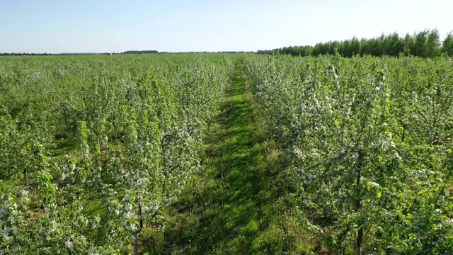 在阳光明媚的春日空中，苹果园盛开着白花视频素材