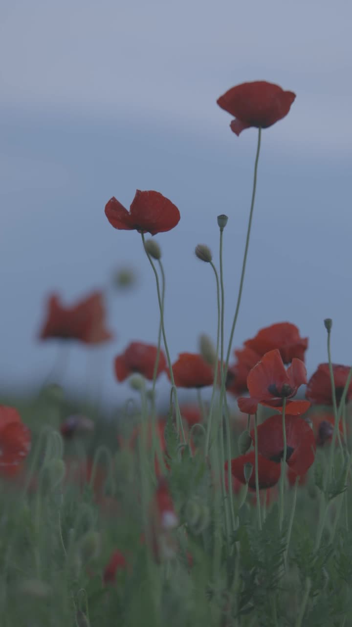 poppy，用佳能C-log拍摄，垂直视频视频素材