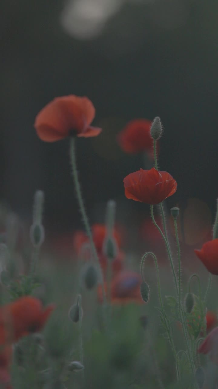 poppy，用佳能C-log拍摄，垂直视频视频素材