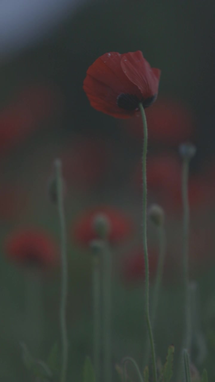 poppy，用佳能C-log拍摄，垂直视频视频素材