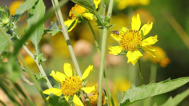 Apis florea(蜜蜂)采集在野生向日葵在摇动快速从风视频素材