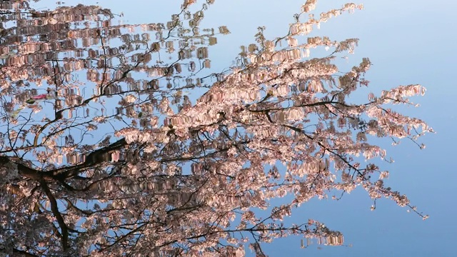 樱花倒映在西湖的水面上视频素材