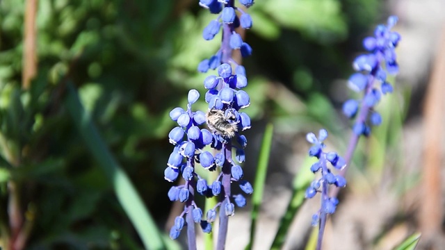 漂亮的风信子开着蓝色的花，蜜蜂在周围飞舞。特写慢镜头。自然背景视频素材