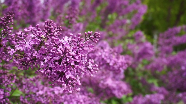 带着叶子的漂亮的丁香花视频素材