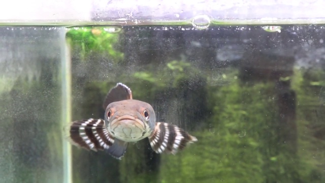 蛇头在水族馆里慢慢地游着视频素材