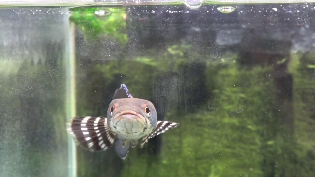 蛇头在水族馆里慢慢地游着视频素材