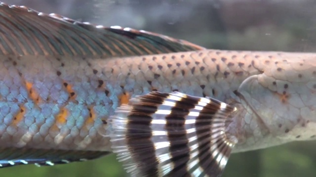 蛇头在水族馆里慢慢地游着视频素材