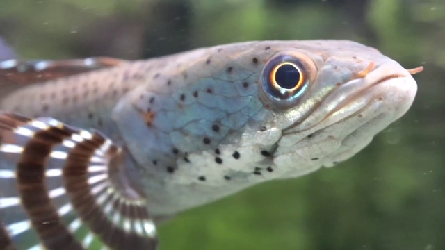 蛇头在水族馆里慢慢地游着视频素材