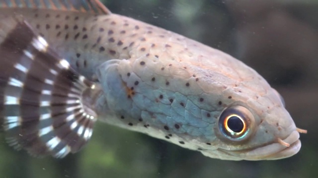 蛇头在水族馆里慢慢地游着视频素材