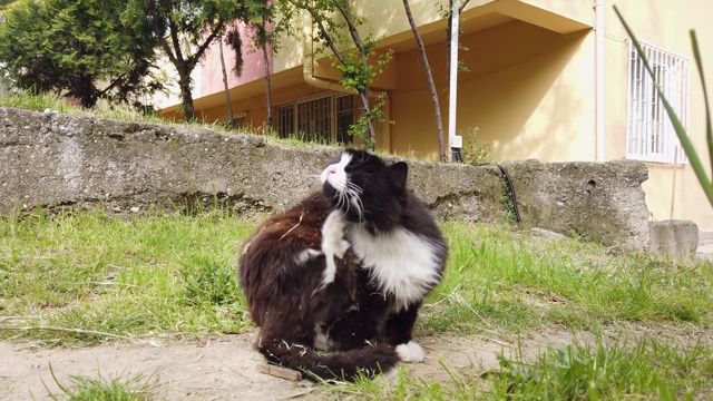 可爱的黑白相间的流浪猫看起来很滑稽视频素材