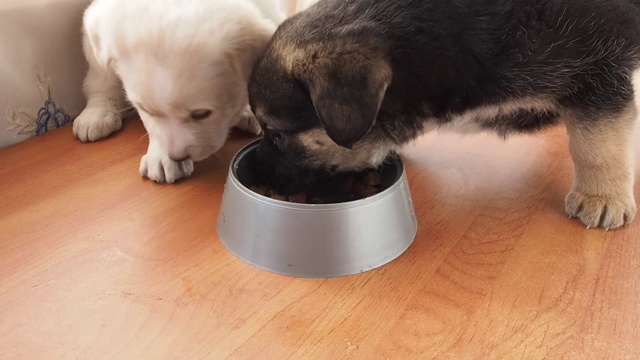 两只浅色和深色的小狗积极地吃碗里的灰色塑料食物。视频下载