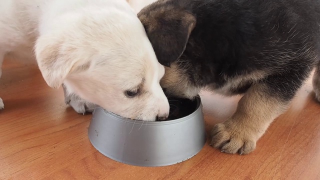 两只浅色和深色的小狗积极地吃碗里的灰色塑料食物。视频下载