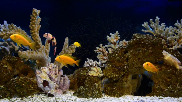 鱼在一个仿海风格的淡水水族馆设计视频下载