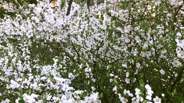 春天盛开的樱桃树，许多娇嫩的白花在树枝上，春天的花园和公园视频素材