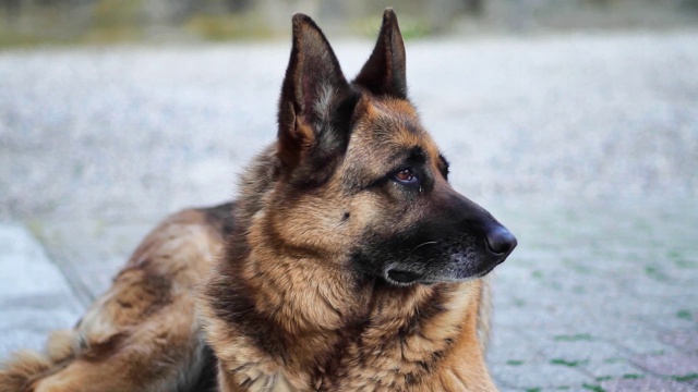 美丽的德国牧羊犬环顾四周视频下载