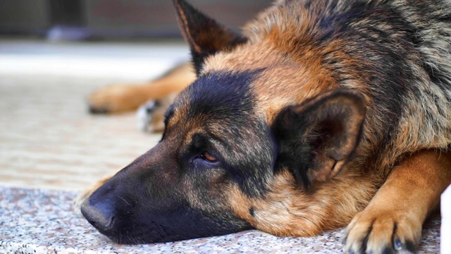 美丽的德国牧羊犬环顾四周视频下载