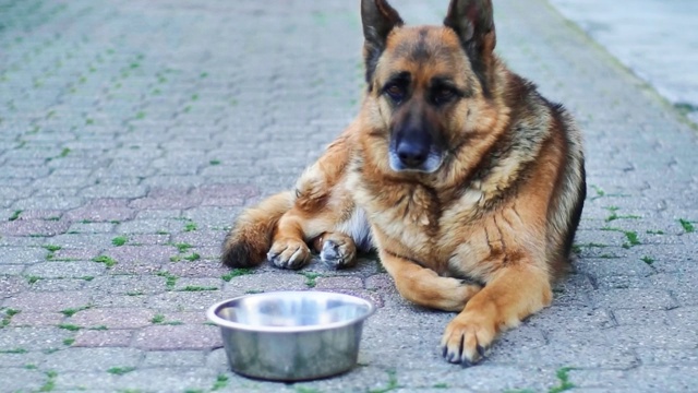 饥饿的德国牧羊犬在等待狗粮视频素材