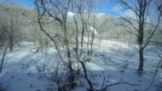 日本的雪林视频素材