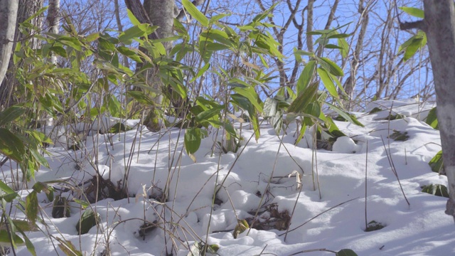 亚洲日本下雪地区视频素材