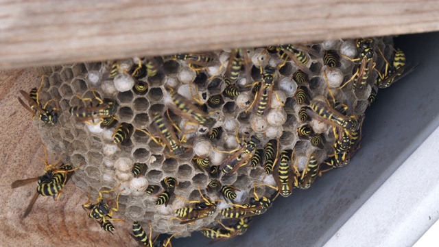 纸黄蜂(Polistes Gallicus)慢动作全高清视频视频素材