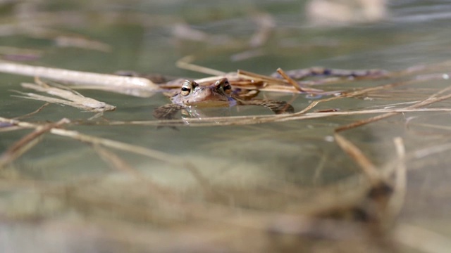 青蛙在水里视频素材