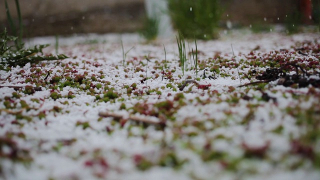 雪和草一起落在地上。春天的雪,霜。天气视频素材