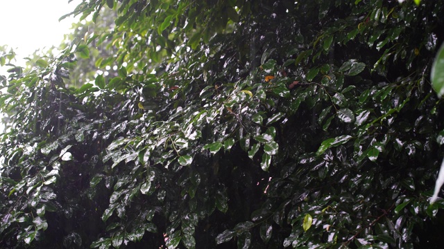 在非洲坦桑尼亚的花园中，热带雨滴落在绿色的树叶上视频素材