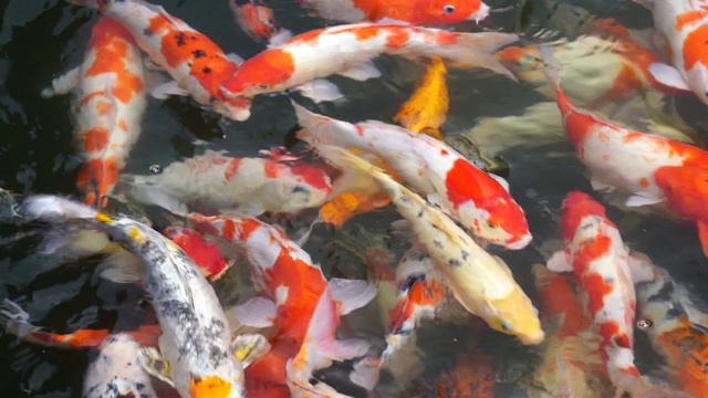 越南水上花园中的锦鲤或锦鲤或锦鲤或锦鲤群视频素材