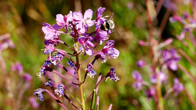 花高山草甸山大黄蜂花蜜视频素材