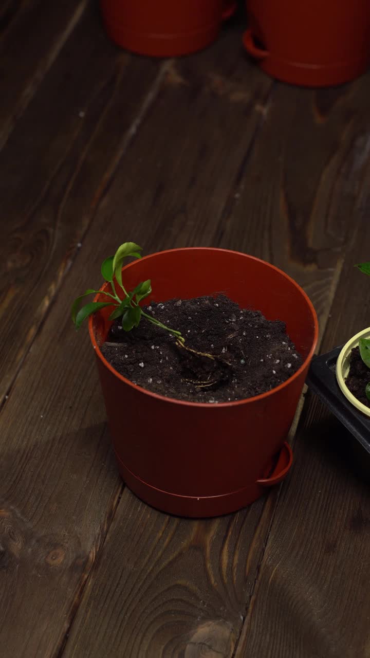 垂直拍摄。一个棕色花盆的特写，里面装满了泥土，中间有一棵幼苗。一个人用泥铲铲土，然后用手把植物周围的土压平视频素材