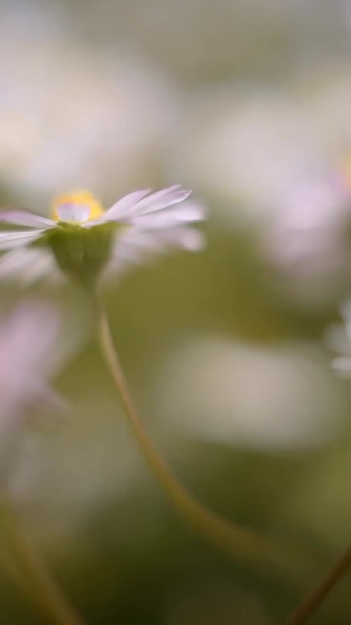 雏菊。垂直微距拍摄的草地与白花。当镜头移动时，浅浅的景深给人一种平静的感觉。视频下载