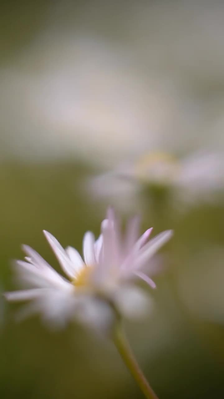 雏菊。垂直微距拍摄的草地与白花。当镜头移动时，浅浅的景深给人一种平静的感觉。视频下载