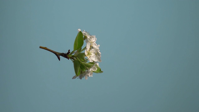 苹果花。一个孤立的苹果花绕垂直轴旋转的股票视频。花在空中漂浮。视频素材