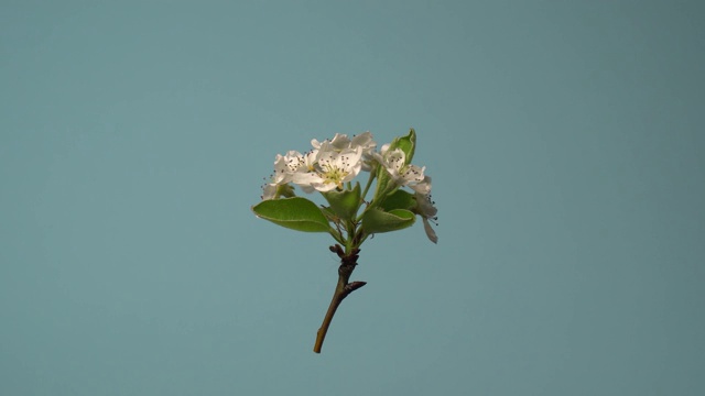 苹果花。一个孤立的苹果花绕垂直轴旋转的股票视频。花在空中漂浮。视频下载