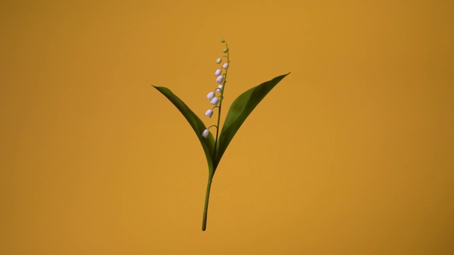 铃兰。孤立的山谷百合围绕垂直轴旋转的视频。花在空中漂浮。视频素材