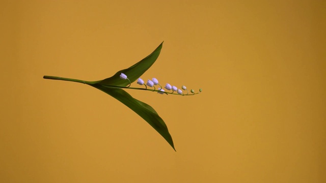 铃兰。孤立的山谷百合围绕垂直轴旋转的视频。花在空中漂浮。视频素材