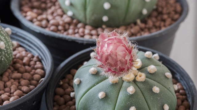 仙人掌花命名为“astrophytum nudum”，以太阳升起时的粉红色为自然背景，时间流逝视频素材