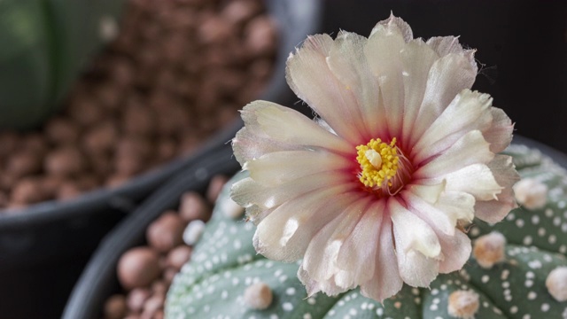 仙人掌花命名为“astrophytum nudum”，以太阳升起时的粉红色为自然背景，时间流逝视频下载