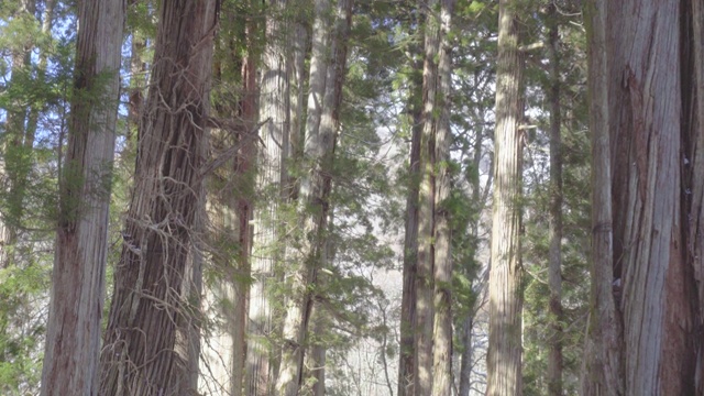 冬天的柳杉，Togakushi神社，长野，日本，亚洲视频素材